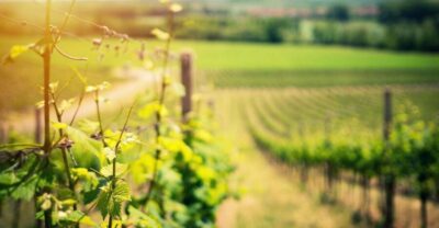 From Naples: Pompeii and Wine Tasting Tour with Lunch - Naples pickup and the rhythm of an 8-hour day