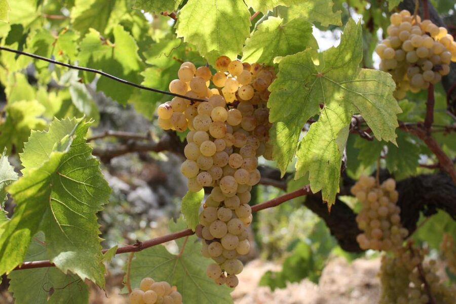From Naples: Pompeii and Wine Tasting Tour with Lunch - The Vesuvius wine stop: walking volcanic vineyards for real context