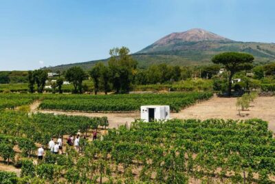 From Naples: Wine Tasting Tour on Vesuvius Slopes with Lunch - The wine tasting: Campania classics with volcanic context