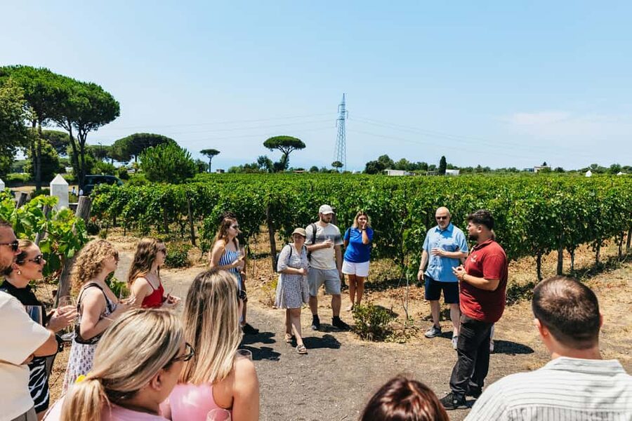 From Naples: Wine Tasting Tour on Vesuvius Slopes with Lunch - Who this tour fits best (and who should pick something else)