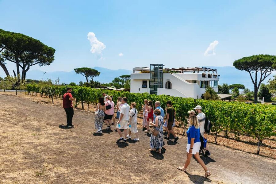 From Naples: Wine Tasting Tour on Vesuvius Slopes with Lunch - Should you book this Vesuvius wine-and-lunch tour?