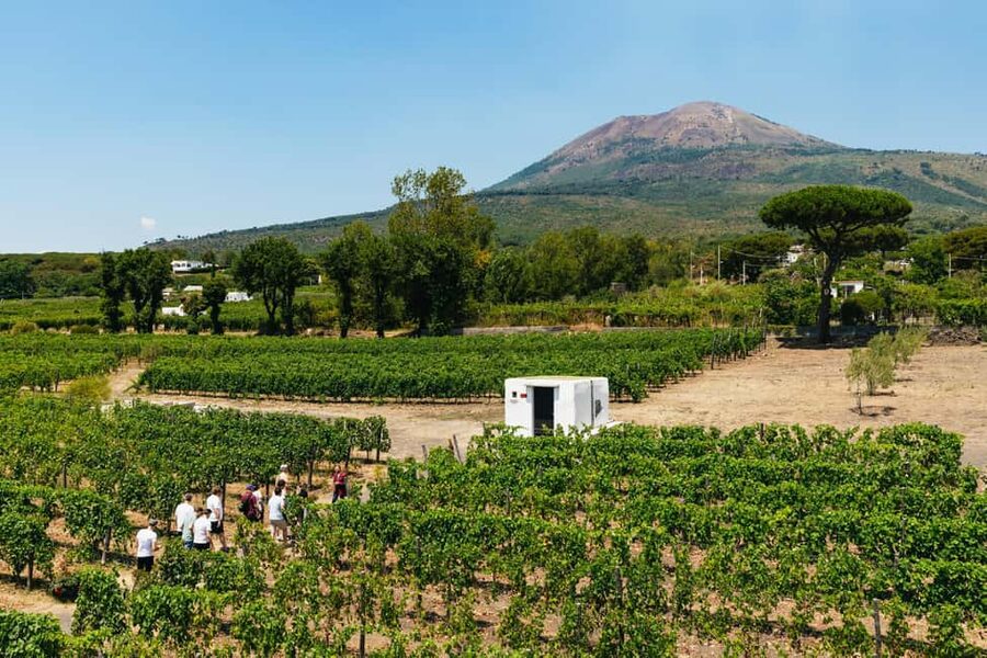 From Naples: Wine Tasting Tour on Vesuvius Slopes with Lunch - The wine tasting: Campania classics with volcanic context