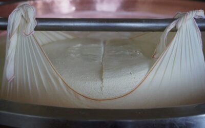 From Parma: Parmigiano and Parma Ham Guided Food Tour - The NH Hotel Pickup: Easy Start, Firm Timing