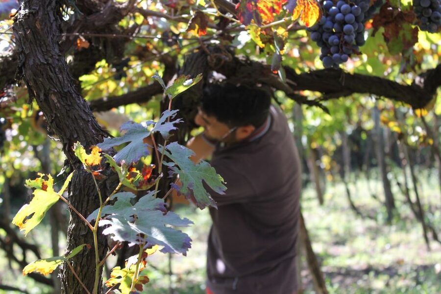 From Sorrento: Full-Day Pompeii & Wine Tasting Tour - Is This Pompeii-and-Wine Day Trip Worth $147.27?
