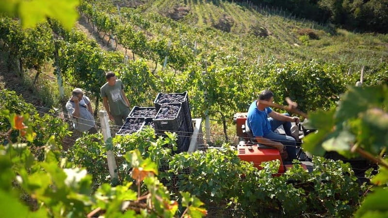From Tirana/Durres/Golem: Cape of Rodon & Wine Tasting Tour. - The 1.5-hour Rodon Castle walk: what you should expect on foot