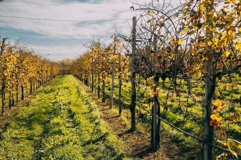 From Venice: Prosecco Hills and Wine Tasting Tour - Quick Hits: Why This Prosecco Hills Day Works