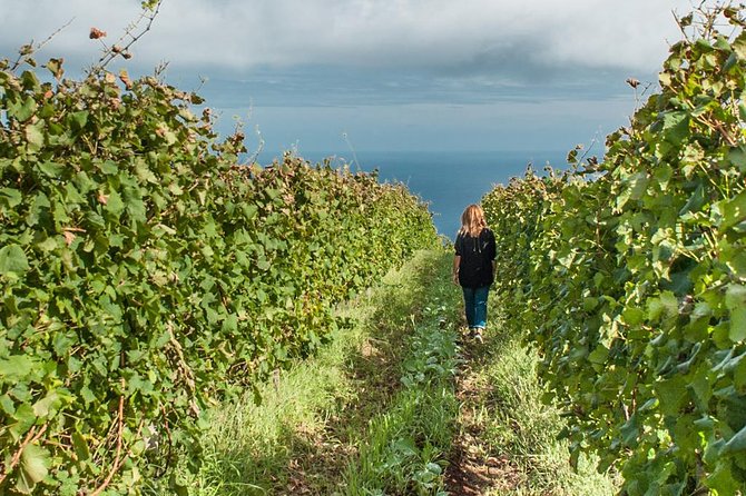 Full-Day Madeira Wine Tasting Tour with Lunch - Madeira Wine 101: What you’ll learn before you taste