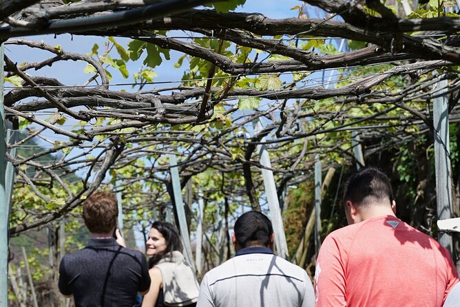 Full-Day Madeira Wine Tasting Tour with Lunch - São Vicente stop: caves, volcanic terrain, and a serious wine mood