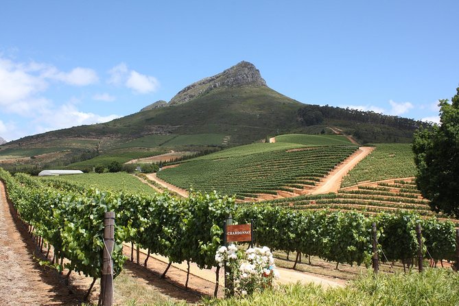 Full-Day Stellenbosch, Franschhoek and Paarl Wine Tasting Tour from Cape Town - Marianne Wine Estate in Franschhoek: Wine, Cheese, and Cellar Time