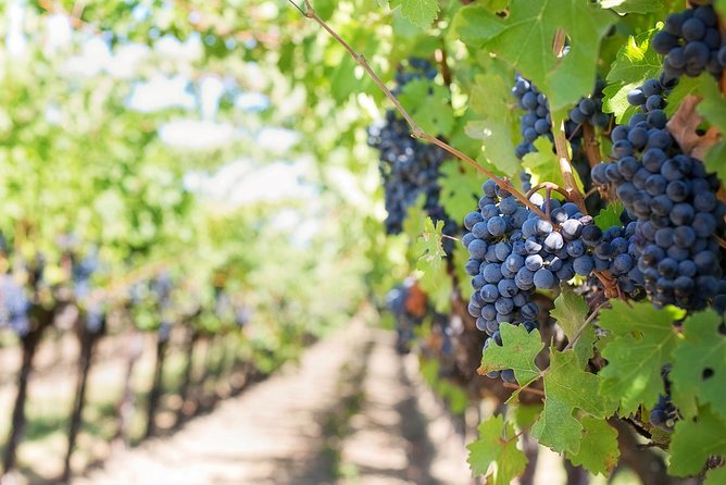 Full-Day Stellenbosch, Franschhoek and Paarl Wine Tasting Tour from Cape Town - Paarl Stops and the Mandela Connection at Drakenstein Prison