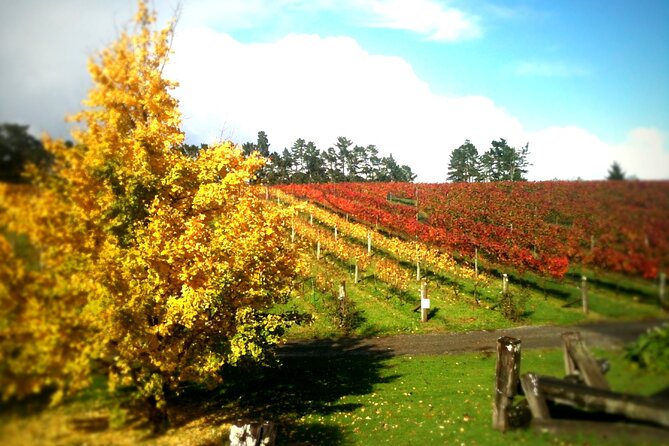 Full-Day Wine Tasting Tour in Auckland with 3-Course Vineyard Lunch - The Lunch Moment: Where Wine Tasting Becomes a Real Meal