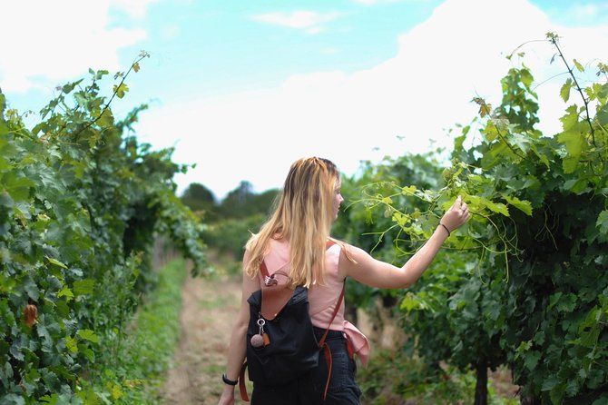 Guided Healdsburg Wine Country Bike and Wine Tasting Tour with lunch - Why Healdsburg is made for a bike-and-wine day