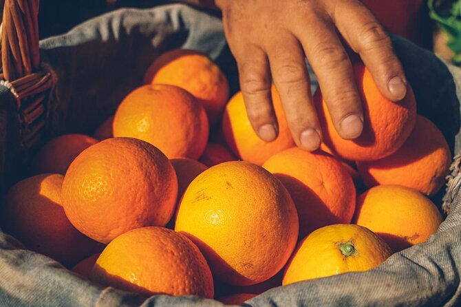 Guided Tasting Tour in 16th century House and Olive Oil Factory - What you learn about trees, citrus, and oil production
