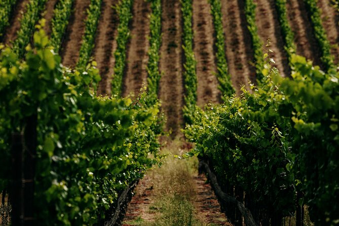 Half Day Guided Electric Bike Wine Tasting Tour with Lunch - Getting there and staying organized around 217 Healdsburg Ave