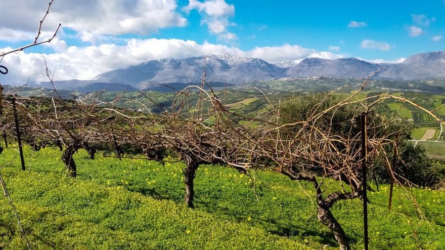 Heraklion: Cretan Wine Tasting Tour & Gourmet Lunch - The winery visits: what you’ll be doing besides drinking