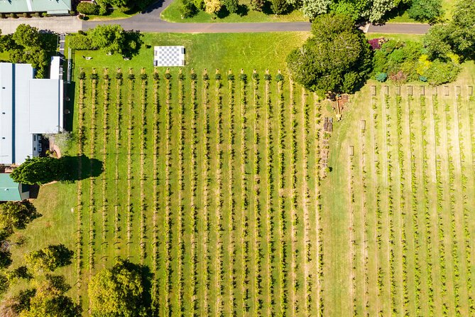 Hop on Hop off Wine tasting tour to Tamborine Mountain - Gallery Walk, lunch choices, and optional add-ons
