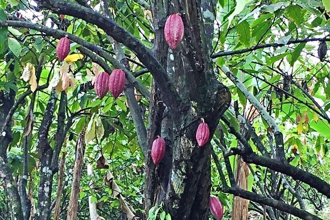 Island Bites & Highlights Food Tour (Full/Half Day) - Timing, Sunday closures, and the reality of Grenada roads