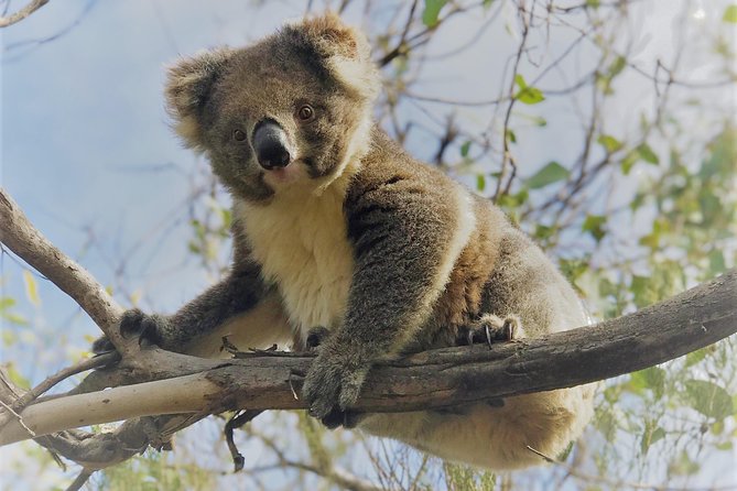 Kangaroo Island Half Day Tasting Tour - The real value: guides who make the island feel human