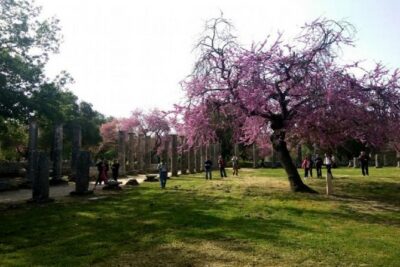 Katakolon Shore Ex: Skip-the-Lines Ancient Olympia & Olive market - Port pickup at John Latsis Pier: find your group fast