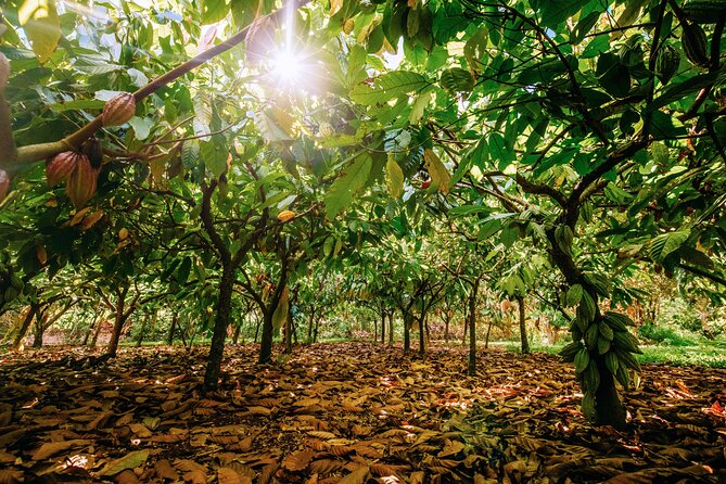 Kauai Chocolate Farm Tasting Tour - Price and value at $145: what you’re actually paying for