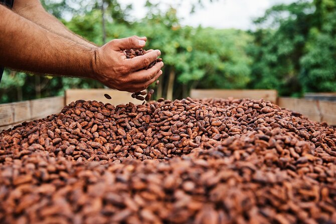 Kauai Chocolate Farm Tasting Tour - Should you book the Kauai Chocolate Farm Tasting Tour?