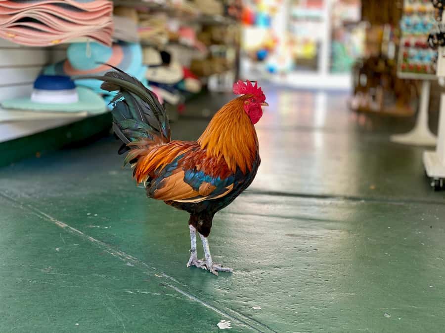 Key West: Secret Walking Food Tour - Cuban Cuisine on Duval Street: Flavors With Island Roots