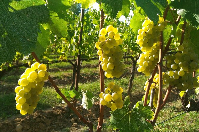 Lake Iseo & Franciacorta Winery. Scenic & Wine Tasting tour - Sulzano and the handoff: how the route stays efficient