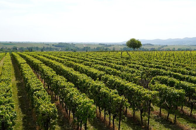 Lake Iseo & Franciacorta Winery. Scenic & Wine Tasting tour - Franciacorta wine route: three tastings plus regional snack bites