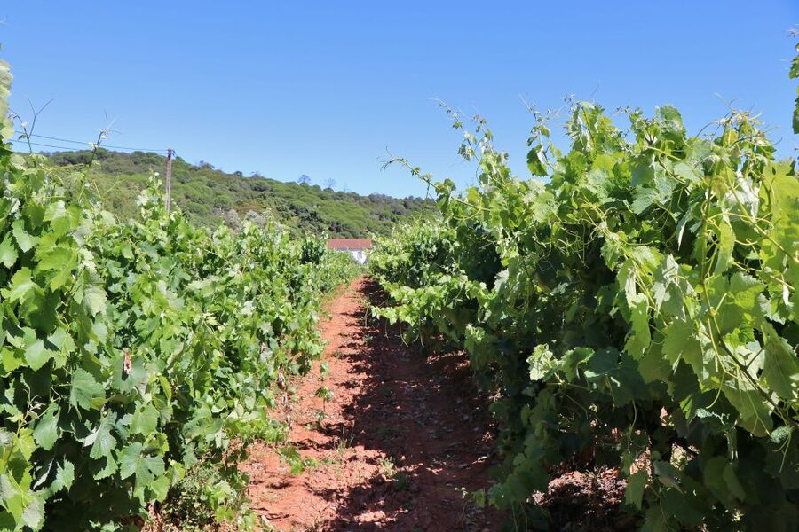 Lisbon Private Setúbal Region Wine Tasting Tour - Pickup, timing, and making logistics painless in Lisbon