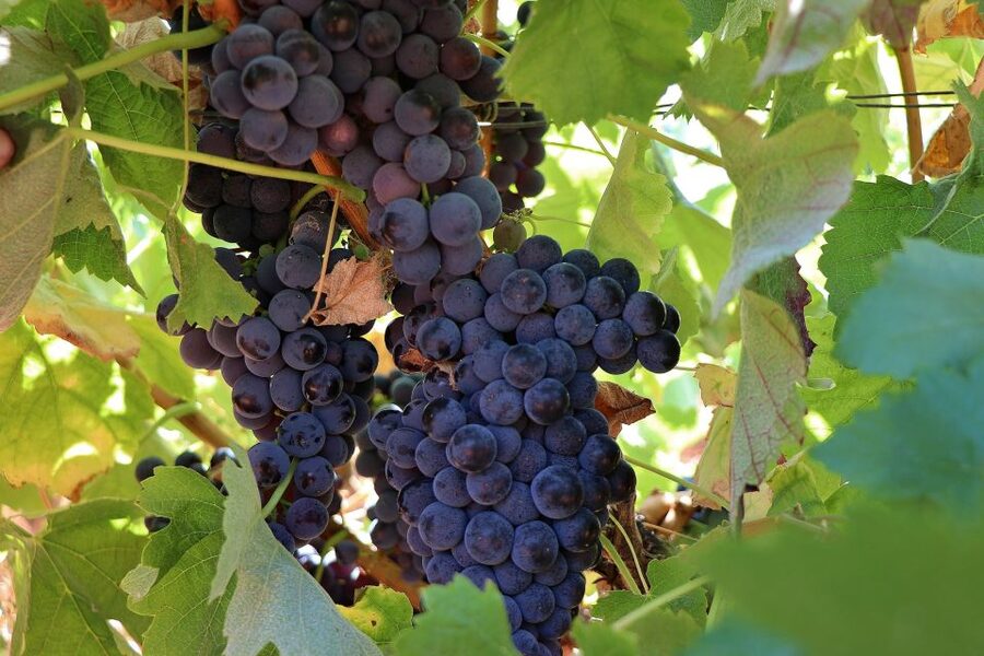 Lisbon Private Setúbal Region Wine Tasting Tour - Arrábida Natural Park views: the scenery break that changes the pace