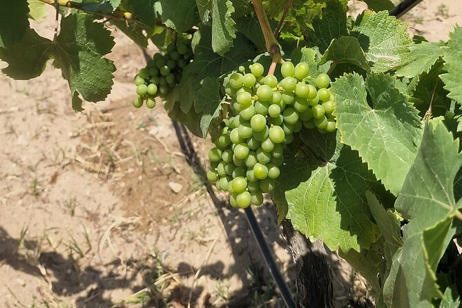 Lisbon Wine Tour: Azeitao, Setubal and Arrabida and Hotel Pickup - Sesimbra tasting: second cellar, second feel