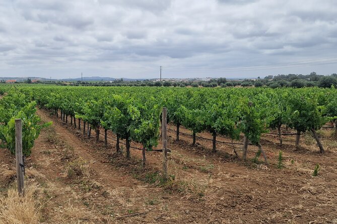 Lisbon Wine Tour: Azeitao, Setubal and Arrabida and Hotel Pickup - Optional Cristo Rei: a short add-on if timing allows