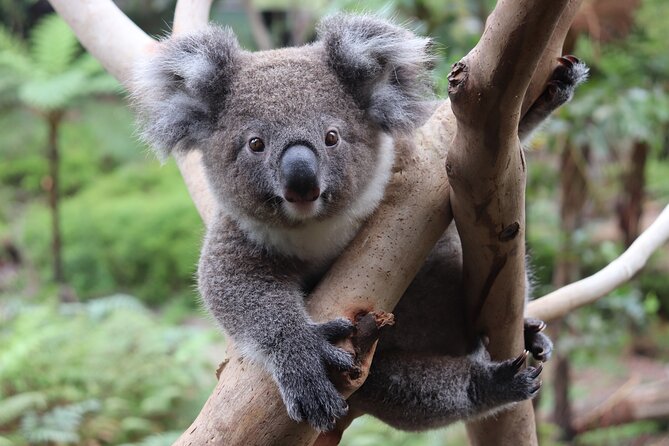Luxury Hunter Valley Wildlife & Wine Tasting Tour from Sydney - Pokolbin wineries: two structured tastings and what you pay extra