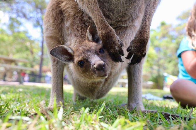Luxury Hunter Valley Wildlife & Wine Tasting Tour from Sydney - Timing and energy: what 10 hours feels like in real life