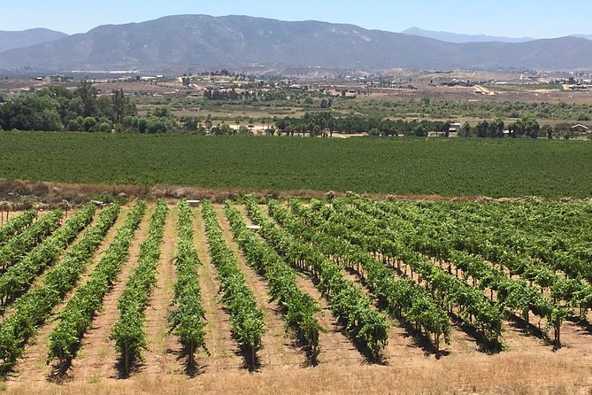 Luxury Private Wine Tasting Tour to Guadalupe Valley from San Diego - Pickup, timing, and why the 10-hour day works