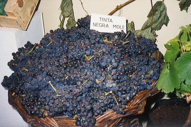 Madeira: Private Half-Day Wine Tasting Tour - Camara de Lobos viewpoints: why the stops aren’t filler