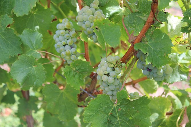 Margaret River Small-Group Full-Day Wine & Food Tour - Woody Nook Wines lunch that turns the afternoon into the good part