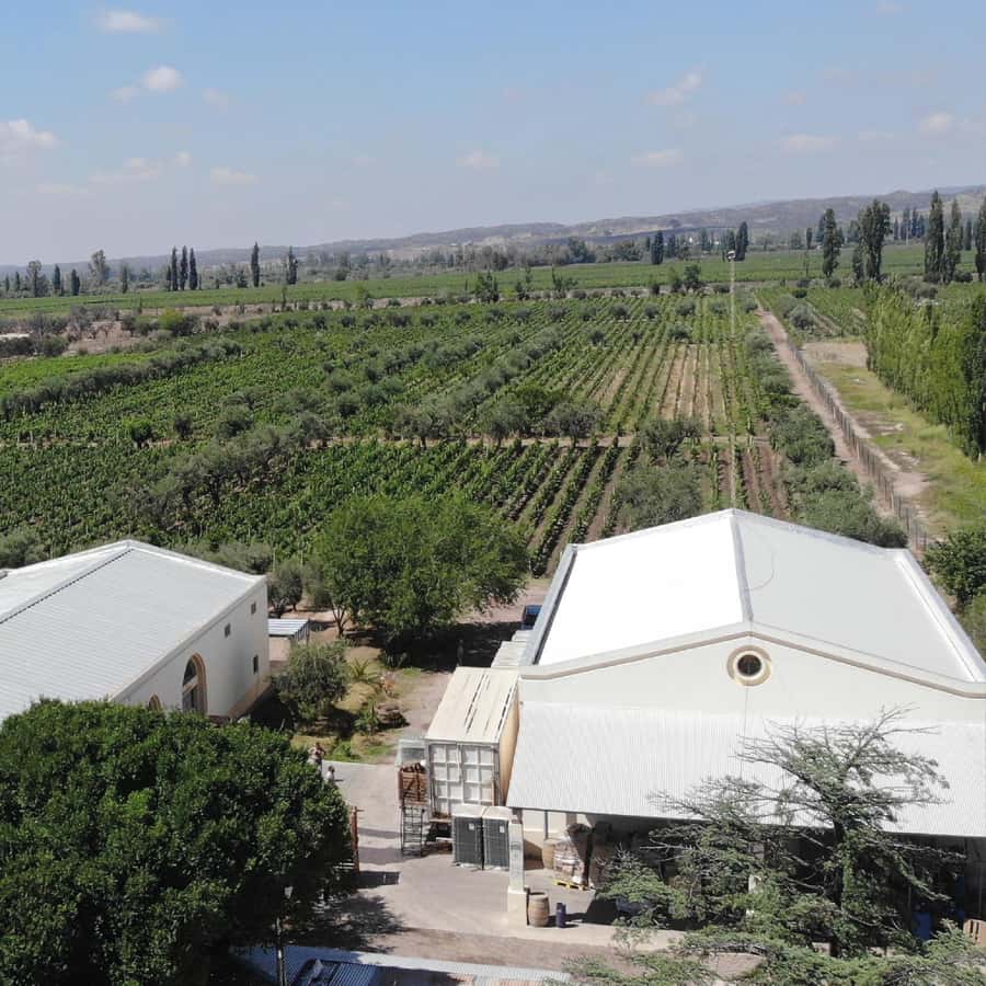 Mendoza: Wine Tasting Tour with Lunch and Private Transport - Lunch at Antigal, Tempus Alba, or Hacienda del Plata: where the wine lesson becomes lunch