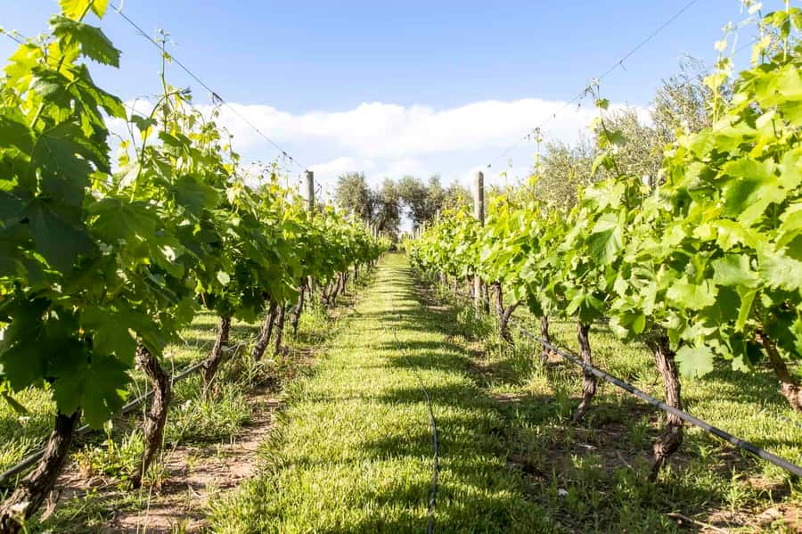 Mendoza: Winebike Tasting Tour with Optional Lunch - CarinaE at 10am: the old-school Mendoza welcome