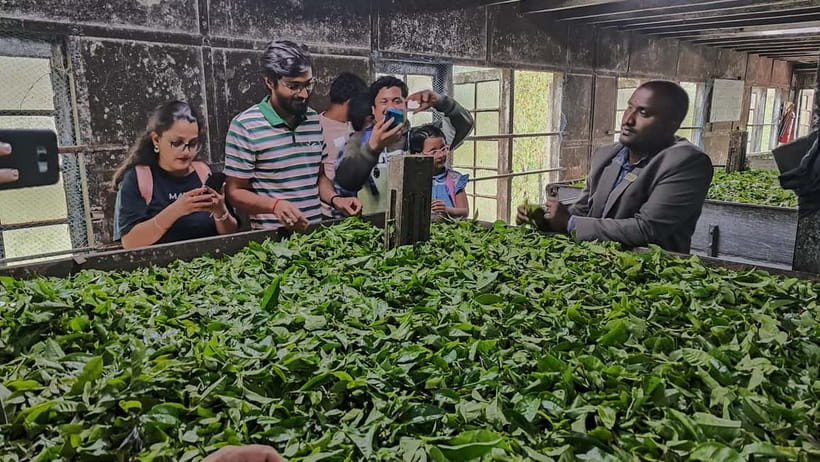 Munnar: Tea trail, Tea Factory, and Tea Tasting Tour - Tea Terraces First: What the Plantation Walk Really Feels Like