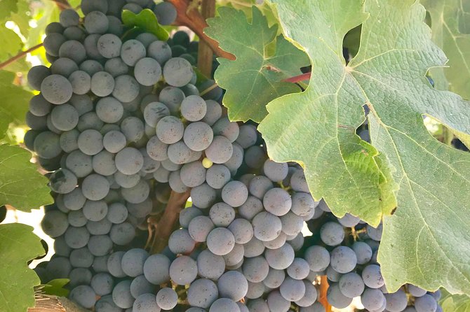 Napa and Sonoma Private Wine Tasting Tour and Luxury Car Service - Why This Private Napa and Sonoma Wine Tour Feels Like a Real Treat