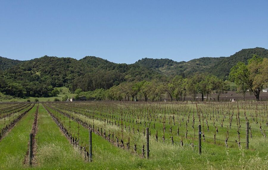 Napa Valley: Wine Tasting Tour by Open Air Trolley & Lunch - Stop by Stop: What Each Winery Visit Is Really About