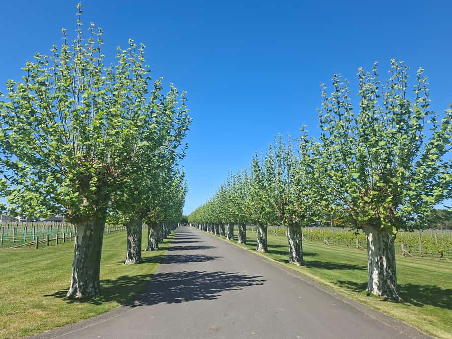 Napier: Afternoon Winery & Gin Tasting Tour Thu Fri Sat - Getting the most out of the afternoon (without turning it into a chore)