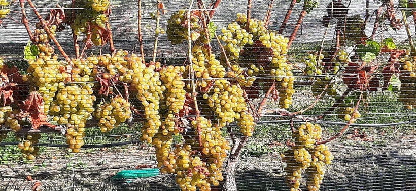 Napier: Winery + Gin Tasting Tour with Lunch Thu Fri Sat - Mission Estate in the Old Mission House: lunch first, story attached