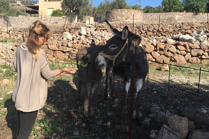 Naxos Villages Food Tour - Chalki and the Distillery Stop: Kitron, Citron Flavor, and Custard Pie
