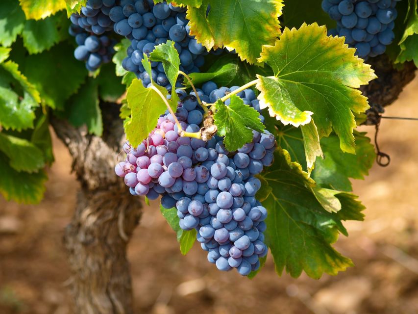 Nice: Half-Day Saint Paul de Vence and Wine Tasting Tour - The real value question: is $110 a fair deal?