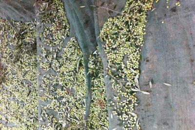 Olive Oil Tasting Tour - Organic Orchard Talk: Where Quality Starts