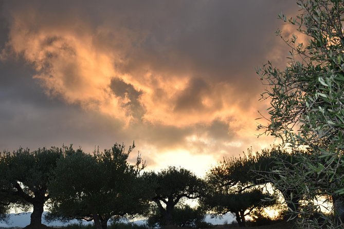 Olive Oil Tasting Tour - Timing, Location, and How to Fit It Into Your Heraklion Day