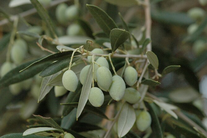 Olive Oil Tasting Tour - Price and Value: Why $19.36 Feels Reasonable