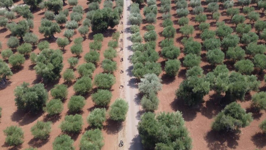 Ostuni: Olive Oil Tasting Tour - Walking the olive groves: why those “old trees” actually matter